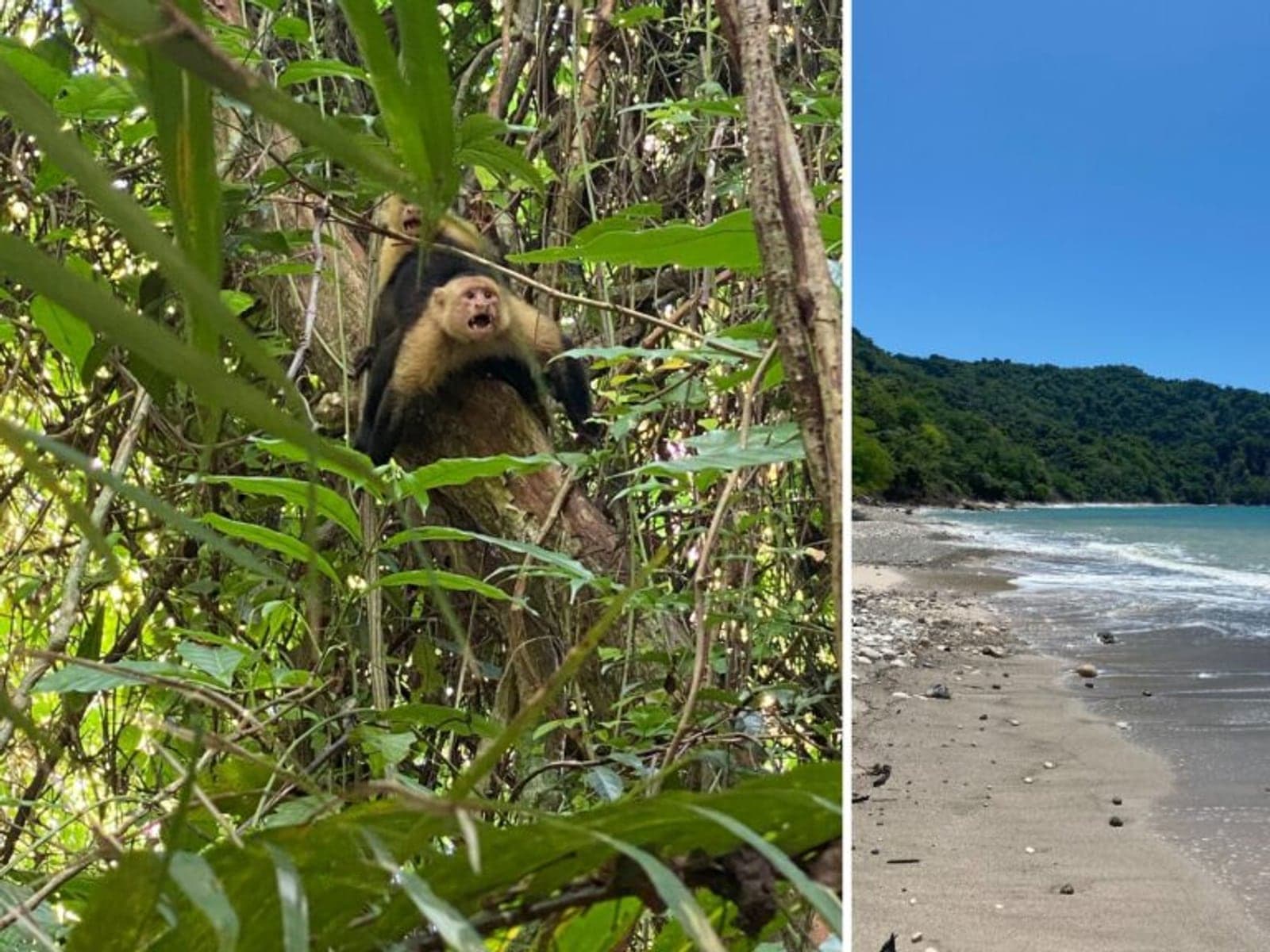 Capuchin monkey in the jungle and a deserted beach at Cabo Blanco Absolute Nature Reserve